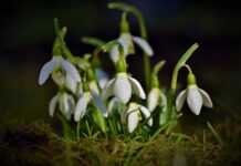 Ogród przydomowy – jak przygotować go na wiosnę? Ogród przydomowy